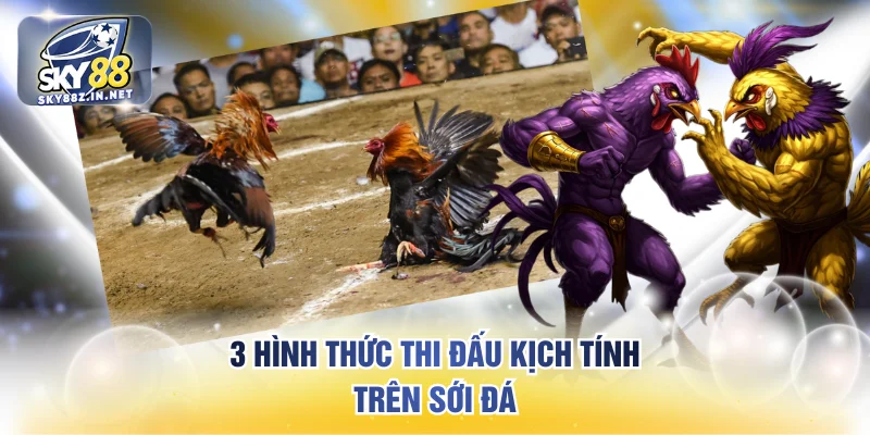 3 hình thức thi đấu kịch tính trên sới đá