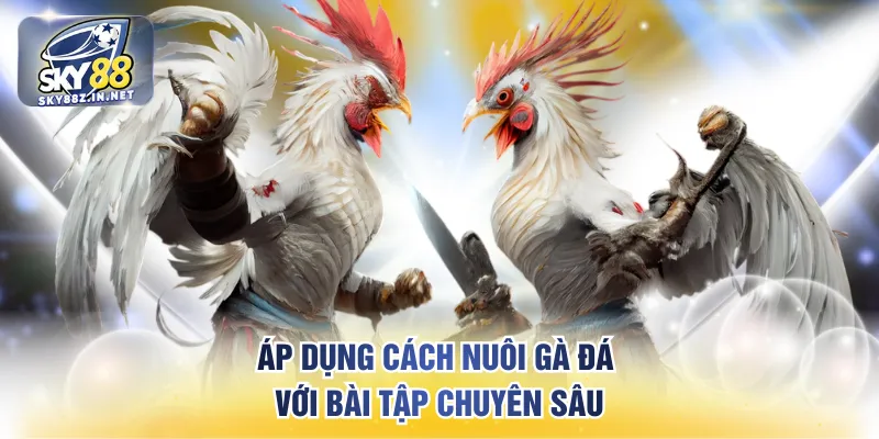 Áp dụng cách nuôi gà đá với bài tập chuyên sâu