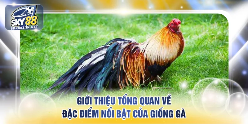 Giới thiệu tổng quan về đặc điểm nổi bật của giống gà