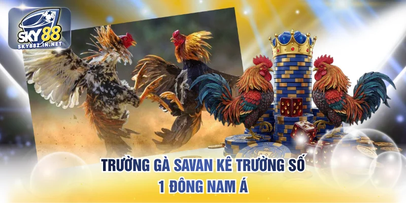 Trường gà savan kê trường số 1 Đông Nam Á