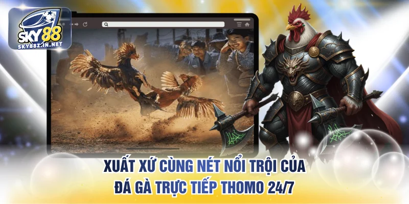 Xuất xứ cùng nét nổi trội của đá gà trực tiếp Thomo 24/7
